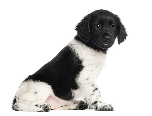 istock Stabyhoun puppy sitting, isolated on white 481191929