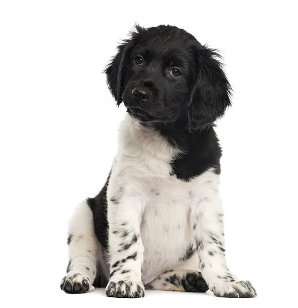 istock Stabyhoun puppy sitting, isolated on white 481191937