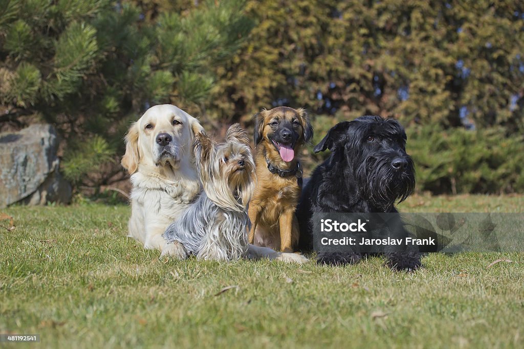 Group of four dogs of different breeds A group of four dogs of different breeds is lying on a green lawn. Contrasts Stock Photo