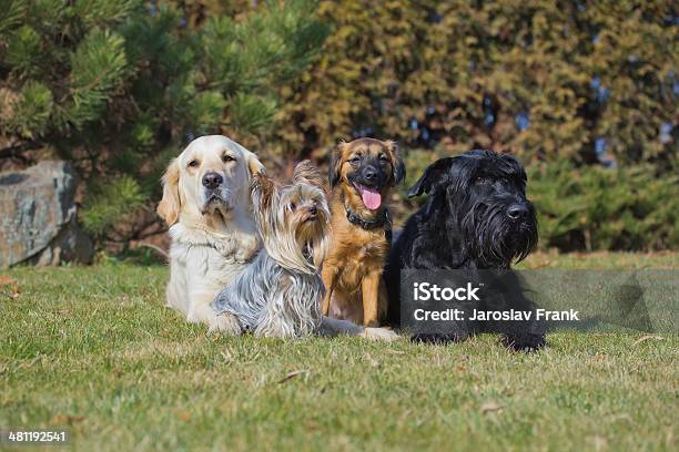 Group Of Four Dogs Of Different Breeds Stock Photo - Download Image Now - Contrasts, Dog, Large