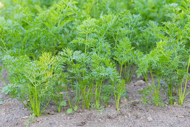 istock Young carrots growing in ecological garden 481192780