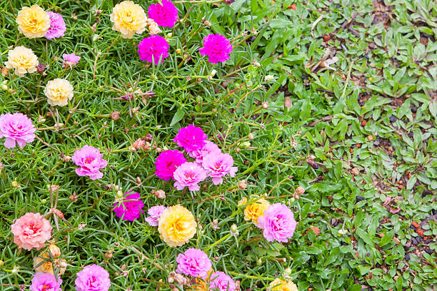 istock Common Purslane(Verdolaga, Pigweed, Little Hogweed, Pusley) in t 481193130
