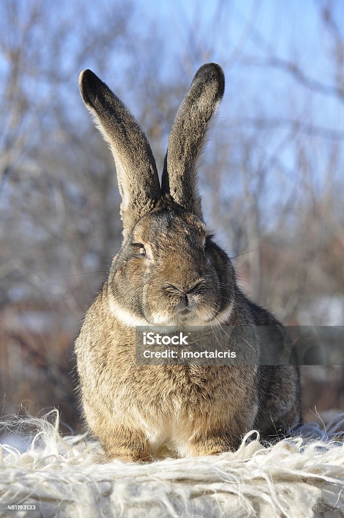 Rabbit, bunny, Easter bunny German rabbit, bunny, Easter bunny Animal Stock Photo