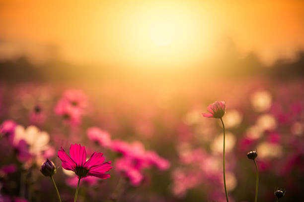 istock Cosmos flowers sunset background 481193192