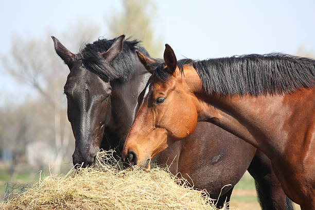 zwei pferde essen hay - horse brown animal farm stock-fotos und bilder