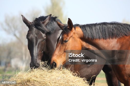 istock Two horses eating hay 481193245