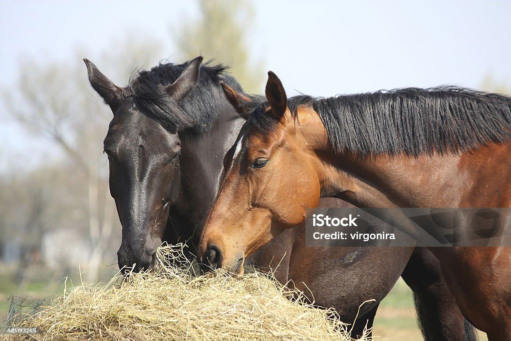 Two horses eating hay Black and chestnut horses eating hay Horse Stock Photo