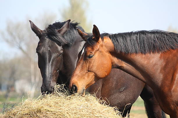 Two horses eating hay Black and chestnut horses eating hay hay stock pictures, royalty-free photos & images