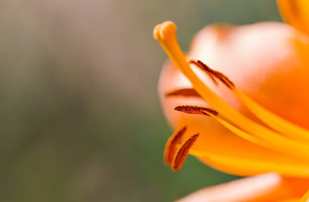 istock Beautiful lily growing in garden close up 481193352