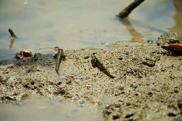 istock Barred Mud Skipper-Periophthalmus argentilineatus 481193807