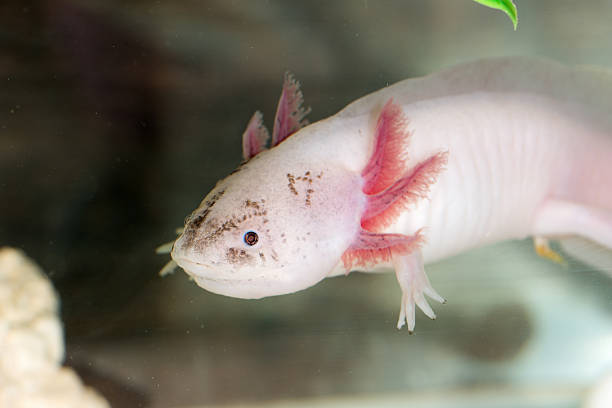istock portrait of axolotl 481193965