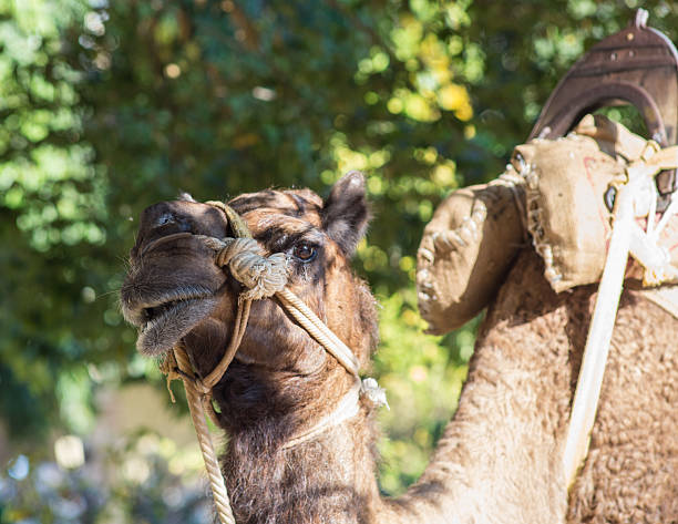 istock Tourists children riding camel 481194164