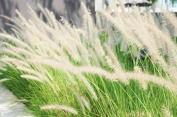 istock White grass in green meadow the wind blows 481194313