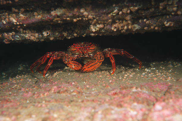 istock SHOUJINGANI Crab-Plagusia dentipes 481194359