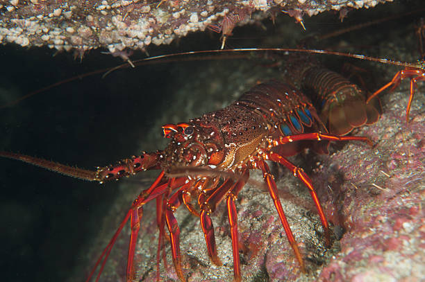 istock Japanese Spiny Lobster-Panulirus japonicus 481194421