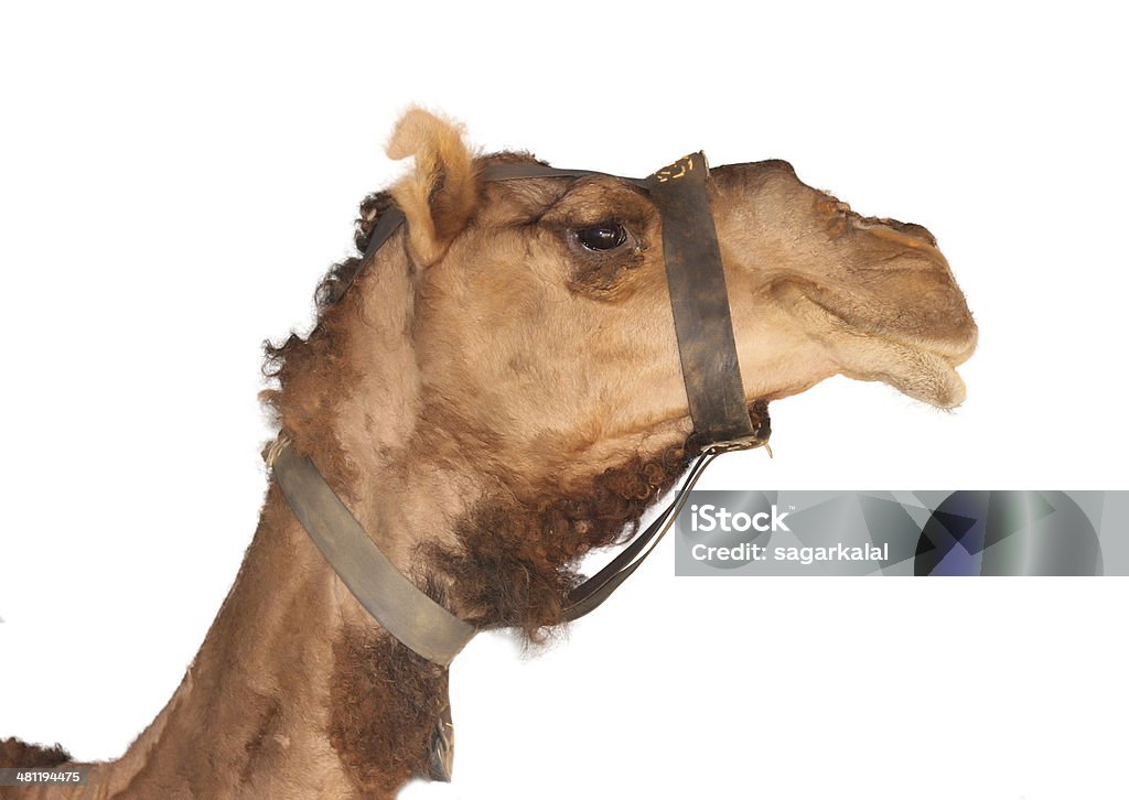 Hermosa en camello - Foto de stock de Animal libre de derechos
