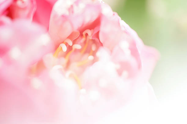 istock Pink Lotus , in soft color and blur style background 481194646