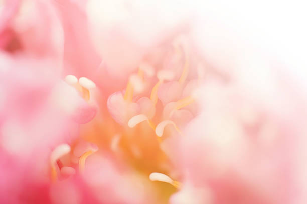 Pink Lotus , in soft color and blur style background