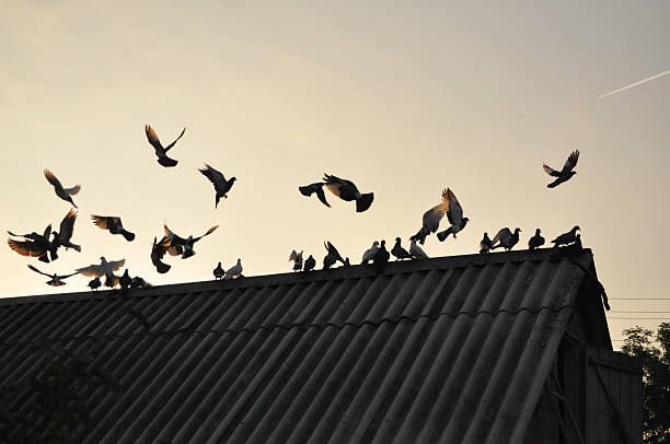 istock Pigeons in the sky. 481194707