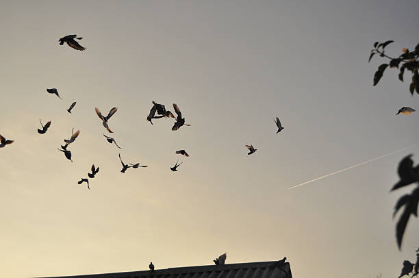istock Pigeons in the sky. 481194709