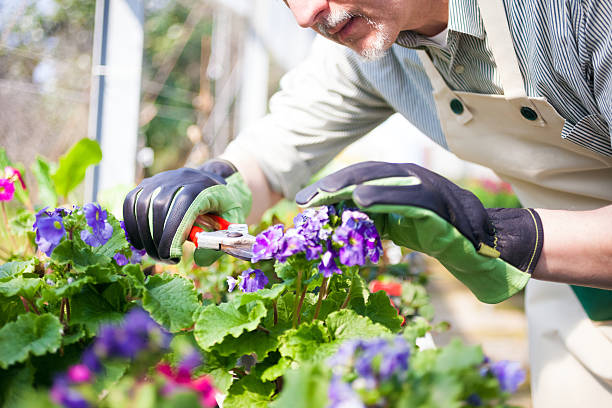 istock Flowers in a greenhouse 481195701