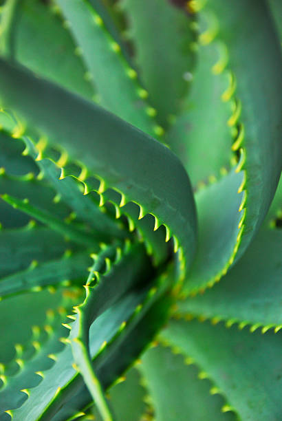 Agave stock photo