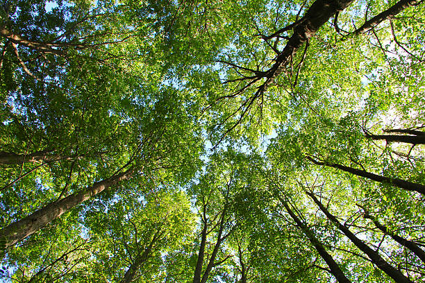 istock Tops of trees background 481197153