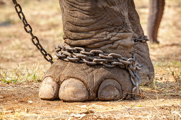 istock leg of an elephant 481198180