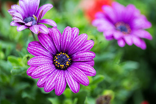 Violet flower Violet Senecio flower with water drop on segment cineraria stock pictures, royalty-free photos & images