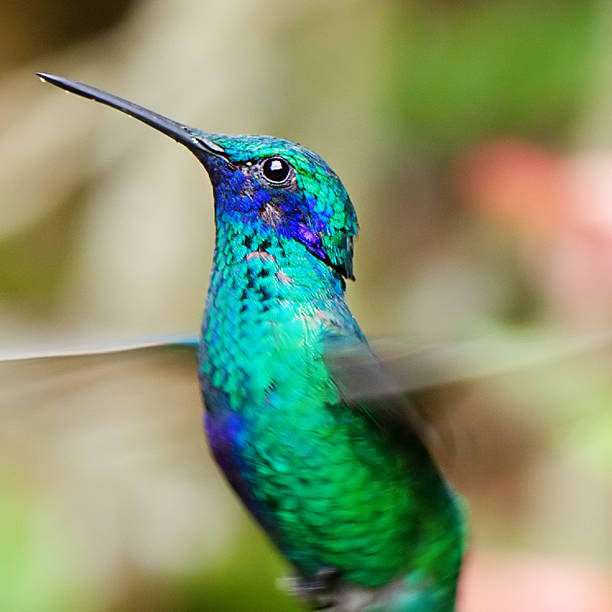 istock beautiful blue green hummingbird flying 481198644
