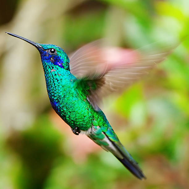 istock beautiful blue green hummingbird flying 481198664