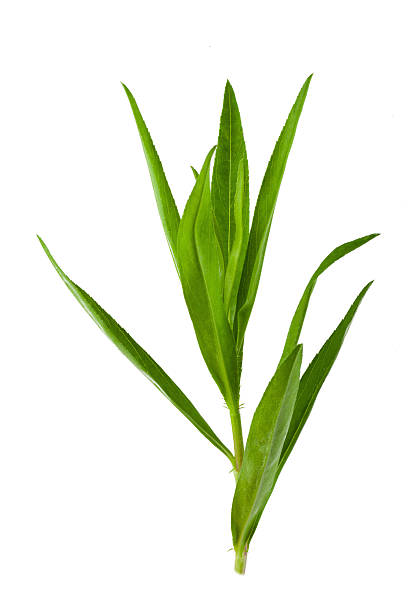 istock Tarragon herbs close up isolated on white 481198758
