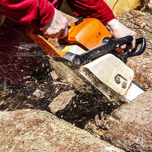 istock Man sawing a log in his back yard 481199072