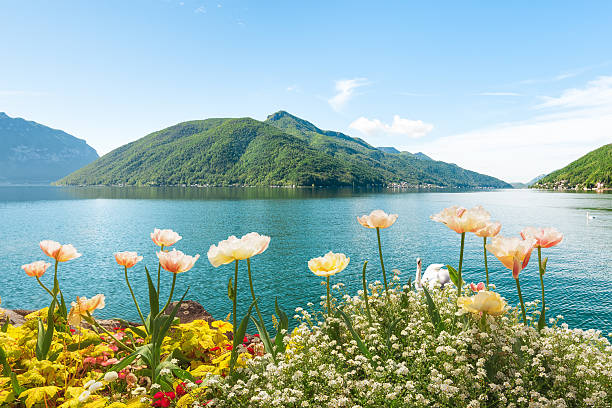 Flowers near lake with swans, Lugano, Switzerland stock photo