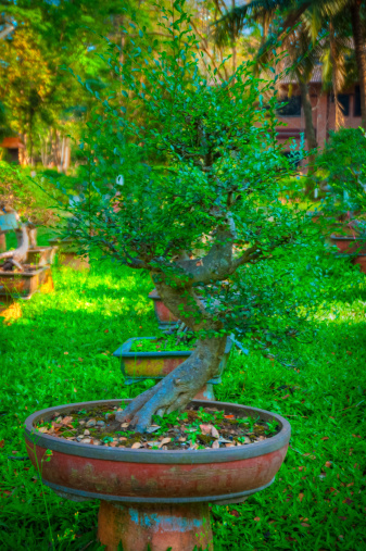 The Japanese tradition to grow bonsai trees