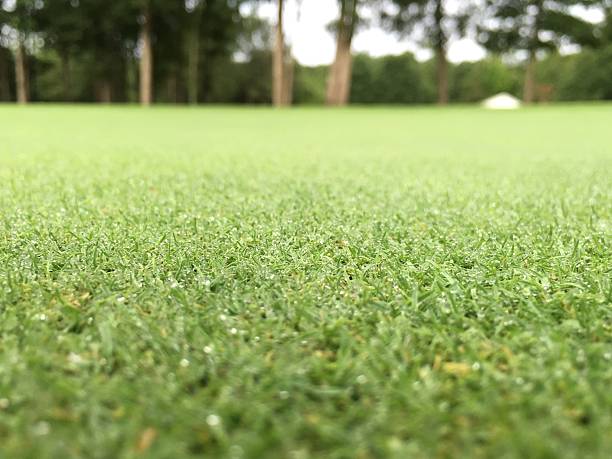 istock Dew on Grass in the Morning 481200238