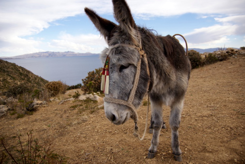 Donkey in Firá on Santorini in South Aegean Islands, Greece