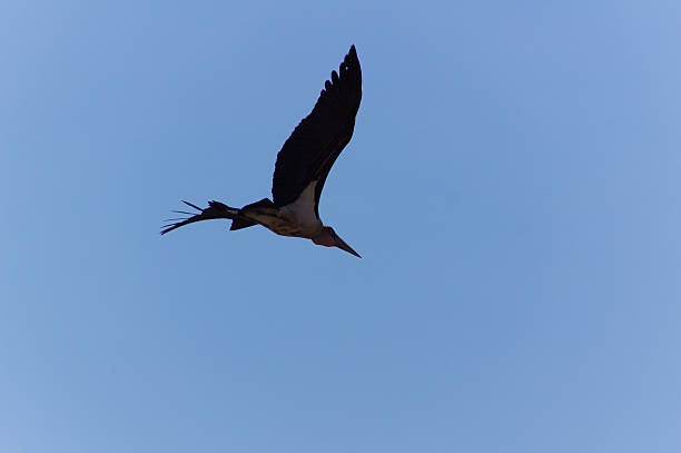 Oiseau ombre - Photo