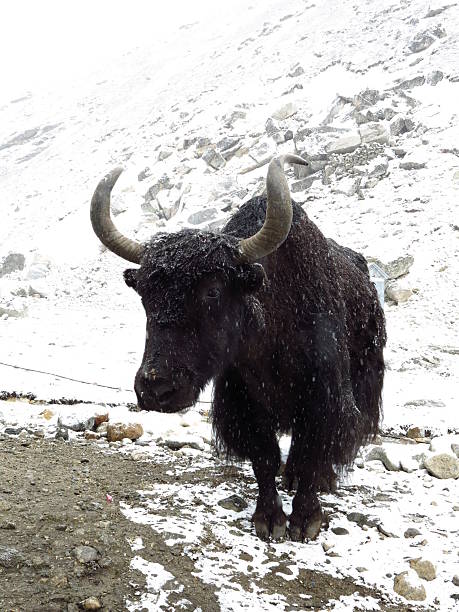 Black old yak stock photo