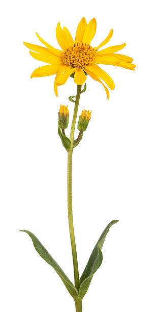 Arnica montana Arnica montana isolated on white background arnica flower single flower white stock pictures, royalty-free photos & images