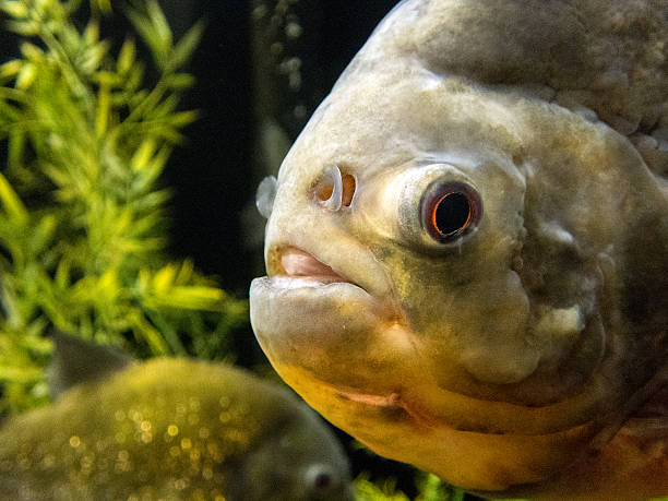 istock Red-bellied piranha 481204450