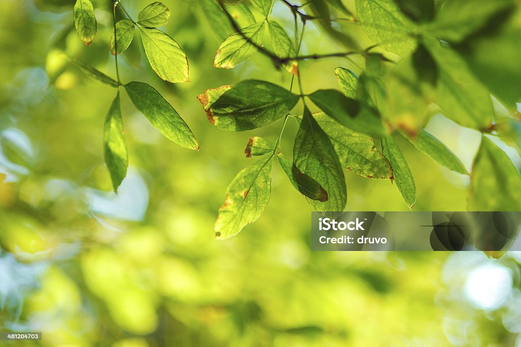 Nahaufnahme des green leafs - Lizenzfrei Ast - Pflanzenbestandteil Stock-Foto