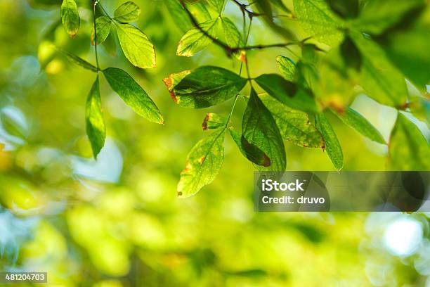 Nahaufnahme Des Green Leafs Stockfoto und mehr Bilder von Ast - Pflanzenbestandteil - Ast - Pflanzenbestandteil, Baum, Bildhintergrund