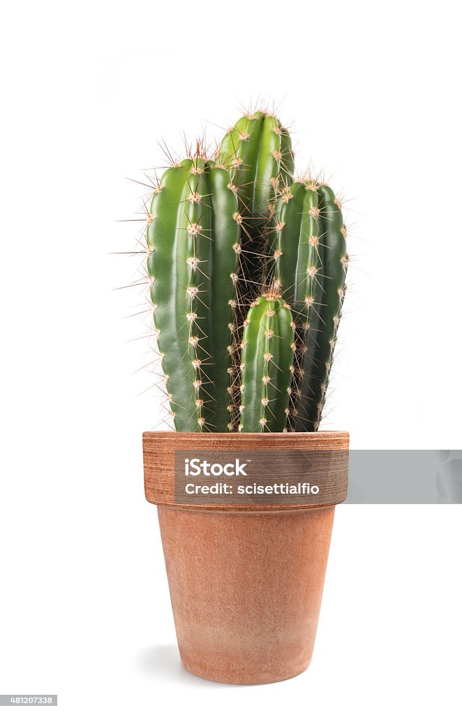 cactus Potted  cactus isolated on white background 2015 Stock Photo