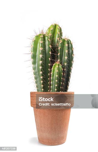 Cactus Stock Photo - Download Image Now - 2015, Backgrounds, Botany