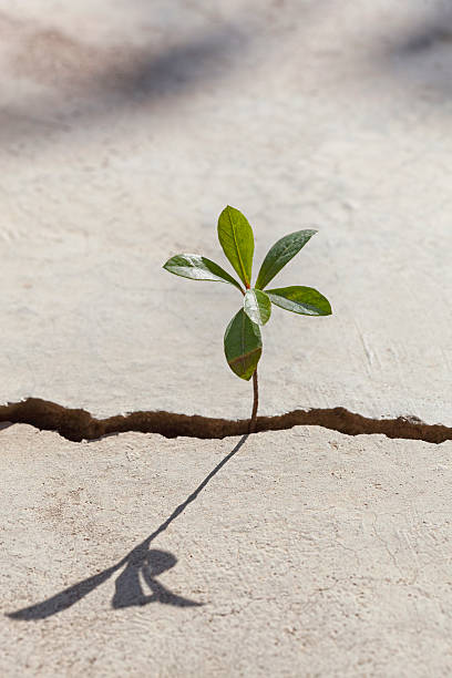istock Young plant growing in a crack on a concrete footpath. 481207515