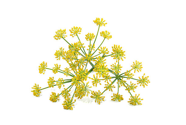 fiori di finocchietto selvatico - fennel dill flower isolated foto e immagini stock