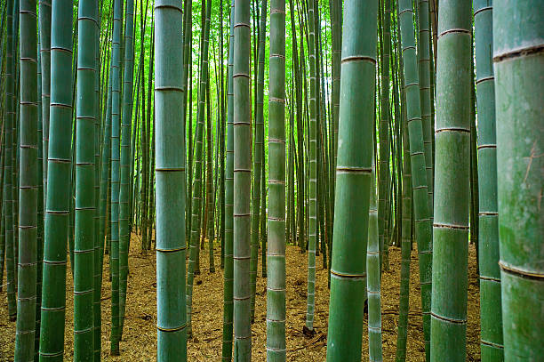 bambu bosque - tree bamboo tall japanese culture fotografías e imágenes de stock