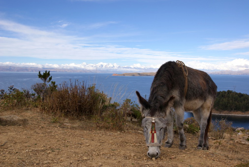 sDonkey at Isla del Sol, Titicaca lake, Bolivia