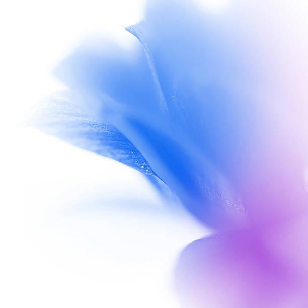 istock sweet color flowers in soft style 481208870